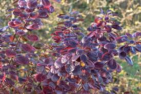Attēlu rezultāti vaicājumam “Cotinus coggygria leaf”