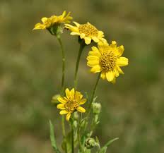 Image result for Arnika