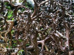 Attēlu rezultāti vaicājumam “Cetraria ericetorum”