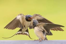 Attēlu rezultāti vaicājumam “Hirundo rustica adult”