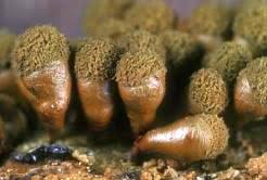 Attēlu rezultāti vaicājumam “Physarum flavicomum”