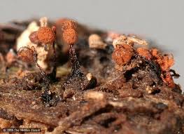 Attēlu rezultāti vaicājumam “Cribraria rubiginosa stalked”