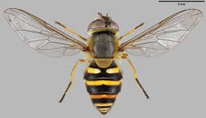 Attēlu rezultāti vaicājumam “Syrphus sp. imago”