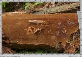 Attēlu rezultāti vaicājumam “Asterodon ferruginosus”