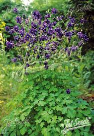 Image result for Aquilegia vulgaris