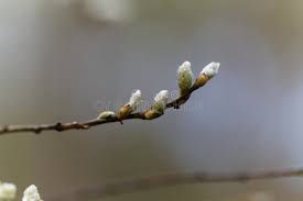 Attēlu rezultāti vaicājumam “Salix aurita flower”