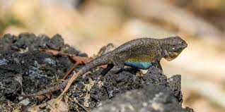 Attēlu rezultāti vaicājumam “Grypocoris sexguttatus imago”