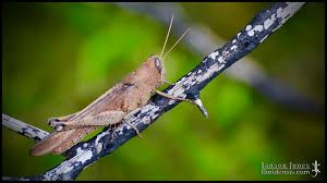 Attēlu rezultāti vaicājumam “Criocephalus rusticus”