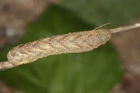 Attēlu rezultāti vaicājumam “Xestia baja”