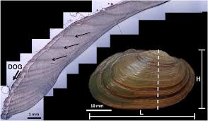 Attēlu rezultāti vaicājumam “Unio crassus”