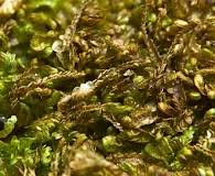 Attēlu rezultāti vaicājumam “Odontoschisma denudatum”