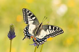 Attēlu rezultāti vaicājumam “Papilio machaon”