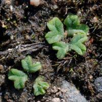 Attēlu rezultāti vaicājumam “Riccia bifurca”