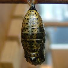 Attēlu rezultāti vaicājumam “Nymphalis xanthomelas pupa”