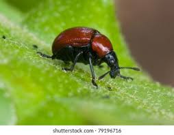 Attēlu rezultāti vaicājumam “Attelabus nitens”