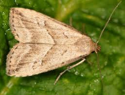 Attēlu rezultāti vaicājumam “Hypenodes humidalis”