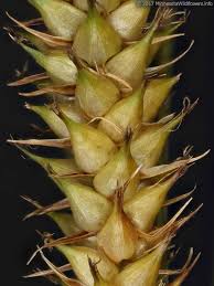 Attēlu rezultāti vaicājumam “Carex vesicaria”