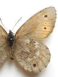 Attēlu rezultāti vaicājumam “Oeneis jutta”