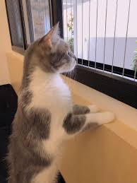 Image result for invisible cat