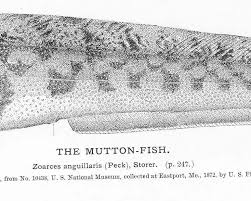 Image result for Zoarces americanus