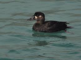 Image result for Melanitta perspicillata