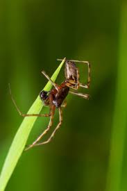 Attēlu rezultāti vaicājumam “Aranei”