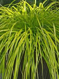 Attēlu rezultāti vaicājumam “Carex loliacea leaf”