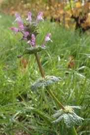 Attēlu rezultāti vaicājumam “Lamium amplexicaule”