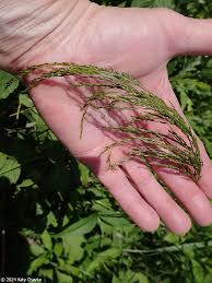 Attēlu rezultāti vaicājumam “Poa palustris”