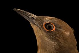 Image result for Coccyzus erythropthalmus