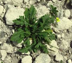 Attēlu rezultāti vaicājumam “Diplotaxis muralis”