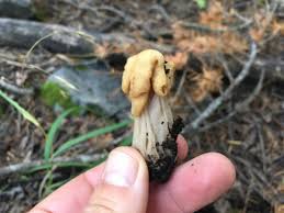 Attēlu rezultāti vaicājumam “Helvella lacunosa”