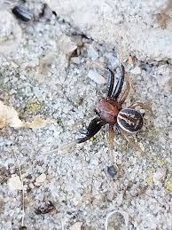 Attēlu rezultāti vaicājumam “Xysticus bifasciatus female”