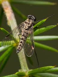 Attēlu rezultāti vaicājumam “Rhagionidae”