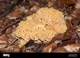 Attēlu rezultāti vaicājumam “Ramaria formosa”