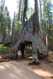 Image result for Mammutbaum