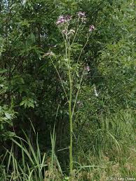 Attēlu rezultāti vaicājumam “Cirsium palustre”