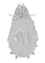 Attēlu rezultāti vaicājumam “Belbodamaeus sp.”
