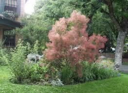 Attēlu rezultāti vaicājumam “Cotinus coggygria flower”
