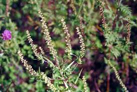 Attēlu rezultāti vaicājumam “Ambrosia artemisiifolia fruit”