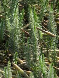 Attēlu rezultāti vaicājumam “Hippuridaceae”