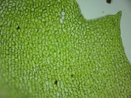 Attēlu rezultāti vaicājumam “Harpanthus flotovianus cells”