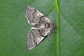 Attēlu rezultāti vaicājumam “Achlya flavicornis”