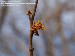 Attēlu rezultāti vaicājumam “Hamamelis vernalis bud”