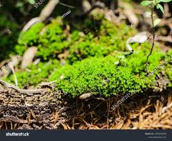 Attēlu rezultāti vaicājumam “Dicranales”