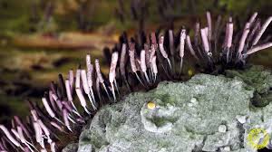 Attēlu rezultāti vaicājumam “Stemonitopsis typhina var. similis”