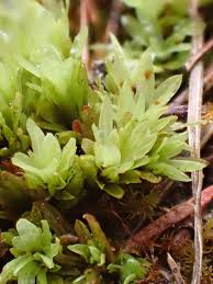 Attēlu rezultāti vaicājumam “Encalypta streptocarpa”