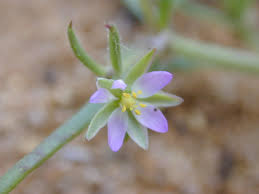 Attēlu rezultāti vaicājumam “Spergularia marina bud”
