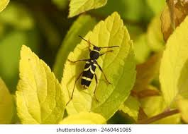 Attēlu rezultāti vaicājumam “Clytus arietis”