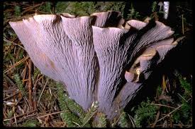 Attēlu rezultāti vaicājumam “Gomphus clavatus”